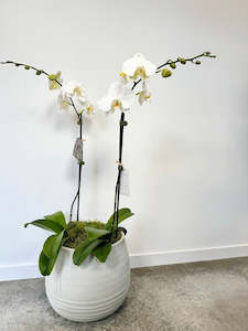 Double Moth Orchid in Concrete Pot