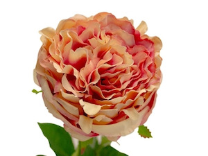 Gift: PEONY ROSE SOFT PINK