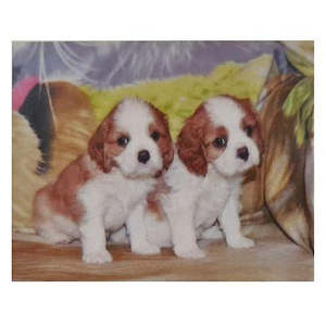 Gift: Spaniel Pups-Diamond Painting