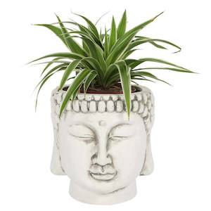 Gift: White Terracotta Buddha Head Planter