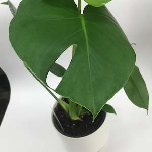 Florist: Monstera Deliciosa