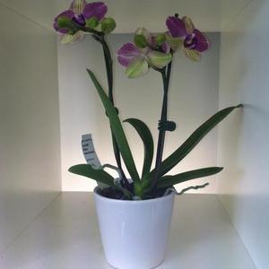 Florist: Mini Phalaenopsis Orchid - Moth Orchid