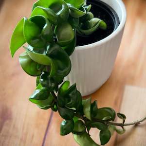 Florist: Hoya Hindu Rope