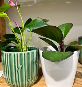 Desk Plant & Ceramic Pot