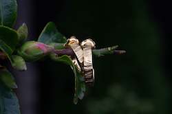 Bark Hoop Earrings - Gold Plated