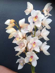 Slaters Orchids - New Plymouth