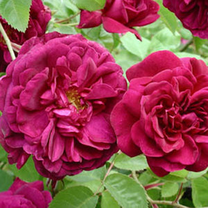 English Style Roses: Chianti