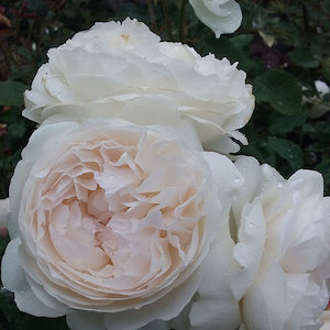 English Style Roses: Winchester Cathedral