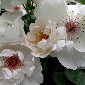 Highly Fragrant Roses: Jacqueline du Pre