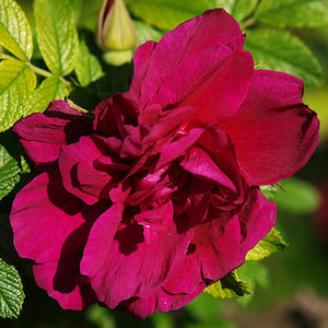 Highly Fragrant Roses: Roseraie de La Hay