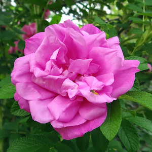 Highly Fragrant Roses: Belle Poitevine