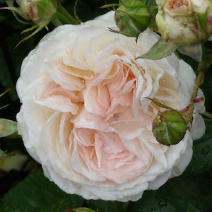 Highly Fragrant Roses: Fragrant Memories