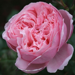 English Style Roses: Ausglobe