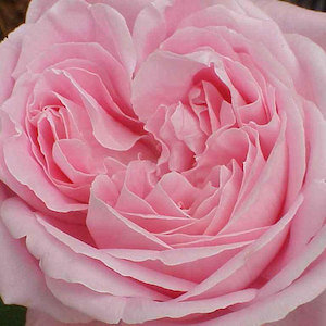 Highly Fragrant Roses: Baroness Rothschild