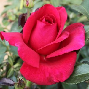 Hybrid Tea Bush: Lasting Love