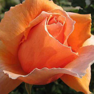 Highly Fragrant Roses: Just Joey