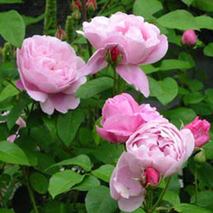 English Style Roses: Standard Ausmary