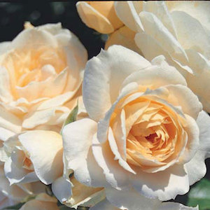 Floribunda Bush: Champagne Moment