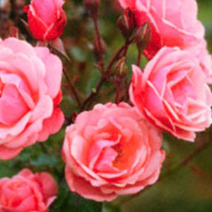 Floribunda Bush: Happy Birthday