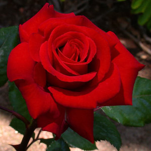 Hybrid Tea Bush: Ruby Wedding