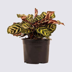 Calathea Makoyana 14cm