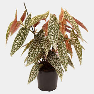 Gift: Begonia Hotspot Plant 12cm