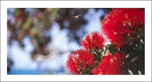 Graphic design service - for advertising: NZ610 Pōhutukawa Bee - DL size - 100 left