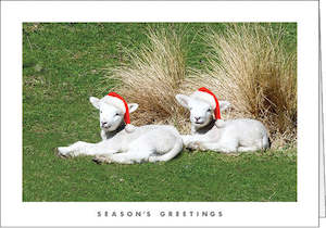 Graphic design service - for advertising: NZ703 Lambs