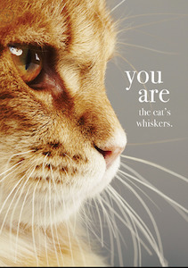 Womenswear: Affirmations Card - You are the Cat's whiskers