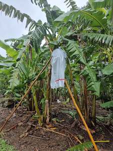 Agricultural machinery or equipment wholesaling: Banana Bag Covers