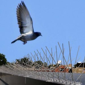 Bird Spikes Bird Control Spikes Bird Deterrent Spikes