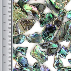 Craft material and supply: Paua Pieces, Small (100gms)