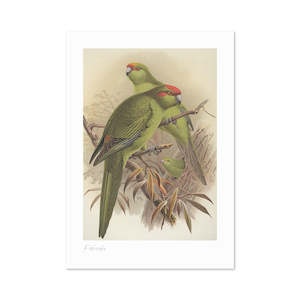 Kakariki Buller's Bird A3 Print