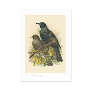 Tui Buller's Bird A3 Print