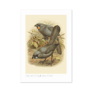 Kokako Buller's Bird A3 Print