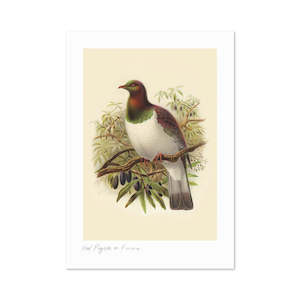 Kereru Buller's Bird A3 Print