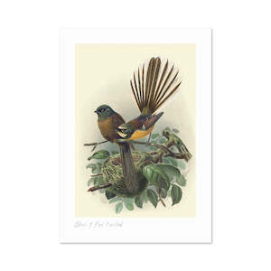 Fantail Buller's Bird A3 Print