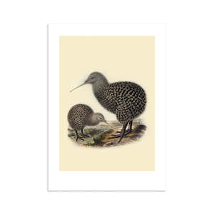 Kiwi Buller's Bird A4 Print