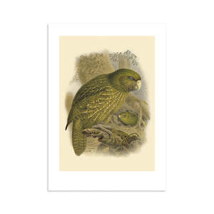 Vintage Bird Prints: Kakapo Buller's Bird A4 Print