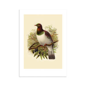 Kereru Buller's Bird A4 Print