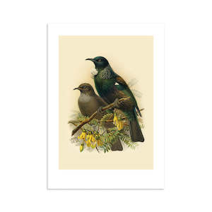 Tui Buller's Bird A4 Print