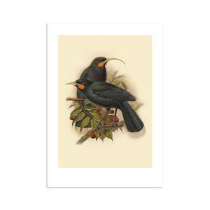 Huia Buller's Bird A4 Print