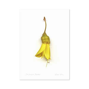 Flora Kowhai Single A3 Print