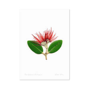 Flora Pohutukawa Portrait A3 Print