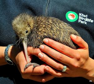 Kiwi Birdlife Park Entry Pass 奇異鳥鳥類生態公園門票 - 喜田舒旅