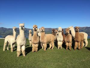 Akaroa Shamarra Alpaca Farm Tour 阿卡羅阿羊駝農場遊 - 喜田舒旅