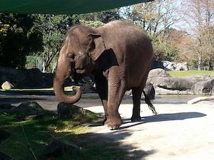 Auckland Zoo-General admission Single entry 奧克蘭動物園 單次門票 - 喜田舒旅