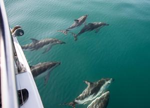 Marlborough E-KO Motuara Island Wildlife and Dolphin Watching Cruise 莫圖阿…