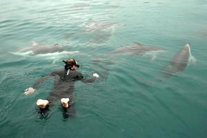 Marlborough E-KO Wildlife Island Dolphin Swimming 野生動物海島保護區 - …