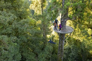 Rotorua Canopy Tours 羅托魯瓦 原始森林樹冠生態冒險之旅：Ultimat…